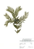 藏品(粗榧)的圖片